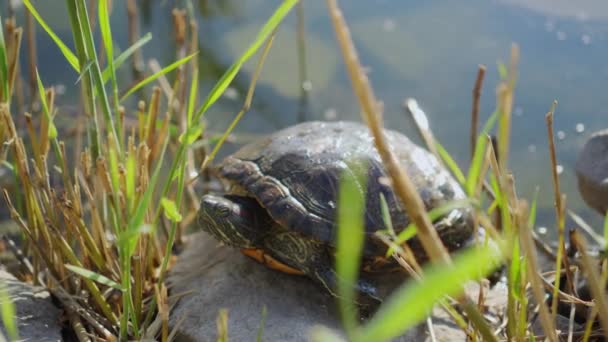 Freshwater Turtle Bask Sun Shore Pond Animals Natural Habitat — Stock video