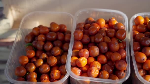 Fruto Del Árbol Chino Yuyuba — Vídeos de Stock