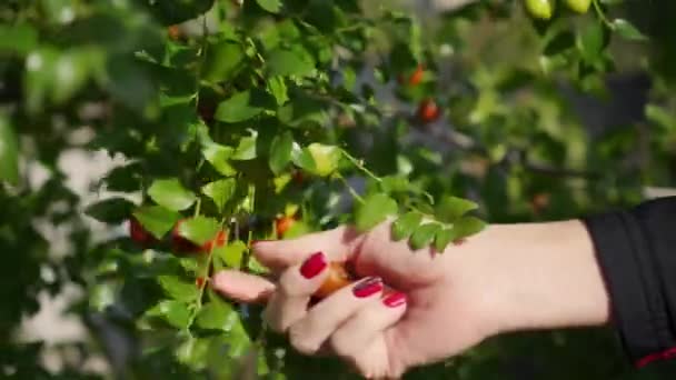 Жінка Збирає Врожай Стиглих Корисних Ягід Саду Дерево Юйба Китайське — стокове відео