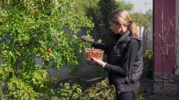 Woman Collects Harvest Ripe Useful Berries Garden Yuyuba Tree Chinese — ストック動画