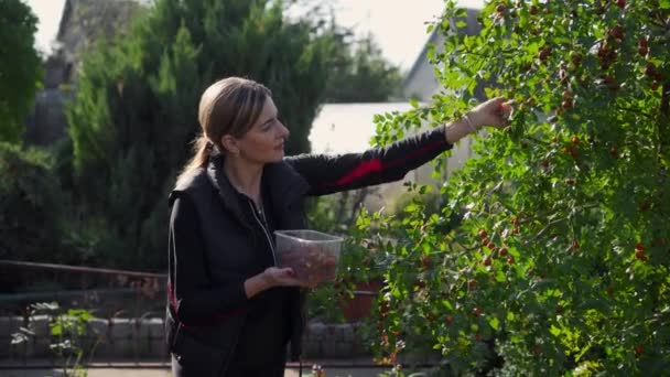 Woman Collects Harvest Ripe Useful Berries Garden Yuyuba Tree Chinese — Stock Video