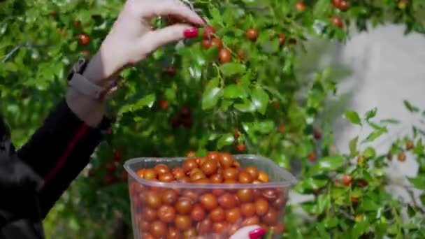 여자는 정원에서 열매를 거두어들입니다 나무는 중국산 — 비디오