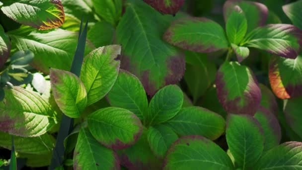 Bord Rouge Sur Une Feuille Verte Début Temps Froid — Video