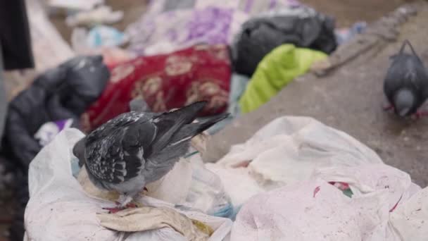Zanieczyszczenie Przyrody Plastikowymi Workami Śmieci Gołębie Miejskie Żerują Wysypisku Śmieci — Wideo stockowe