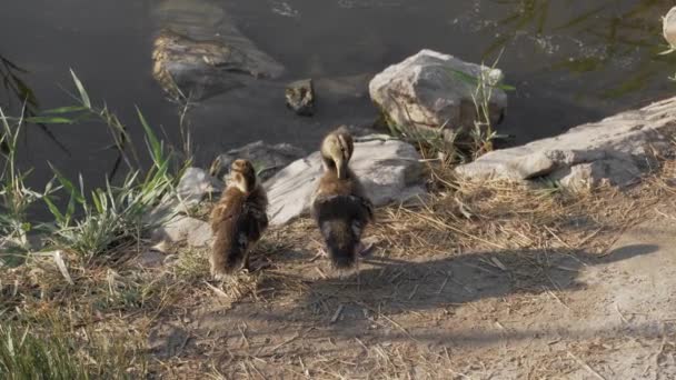 Patos Salvajes Orilla Del Río Hábitat Natural Las Aves Las — Vídeos de Stock