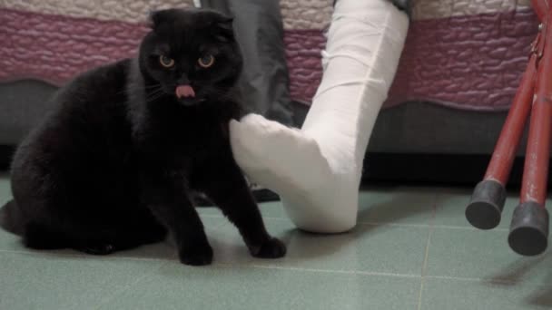Kot Zwierzak Przytula Się Złamanej Nogi Właściciela Przyjaźń Ludzi Zwierząt — Wideo stockowe