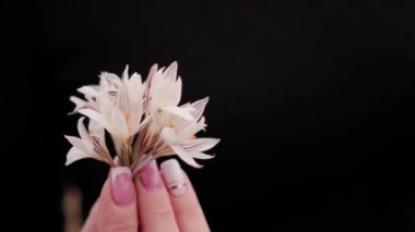 Kadın tırnakları, manikür yakın plan. Eline küçük bir buket kar damlası al. Yüzeyin derinliği. Siyah arkaplan.