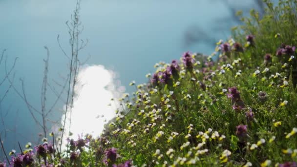 Wilde Bloemen Groeiend Een Berghelling Nabij Oceaan — Stockvideo