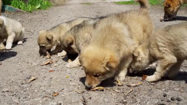 Gårdshundar Små Roliga Valpar Äter Skötsel Djur — Stockvideo