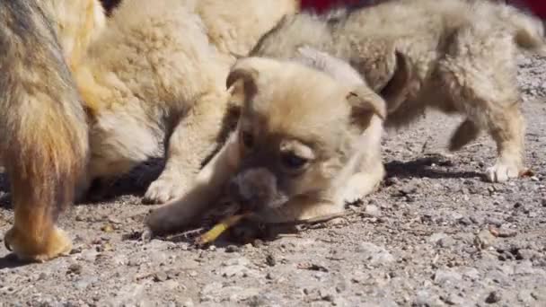 Alimentar Animales Callejeros Cachorros Hambrientos Comen Trozos Comida Del Suelo — Vídeos de Stock