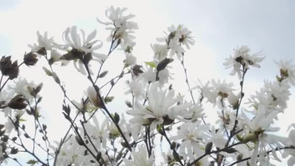 Λευκά Λουλούδια Μανόλια Στον Ουρανό Floral Φόντο — Αρχείο Βίντεο