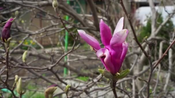 Ανθισμένες Μανόλιες Στον Ανοιξιάτικο Κήπο Ροζ Λουλούδια Αποπνέουν Ένα Ευχάριστο — Αρχείο Βίντεο