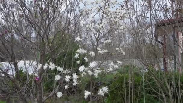 Ανθισμένη Μανόλια Στον Ανοιξιάτικο Κήπο Λευκά Λουλούδια Αποπνέουν Ένα Ευχάριστο — Αρχείο Βίντεο
