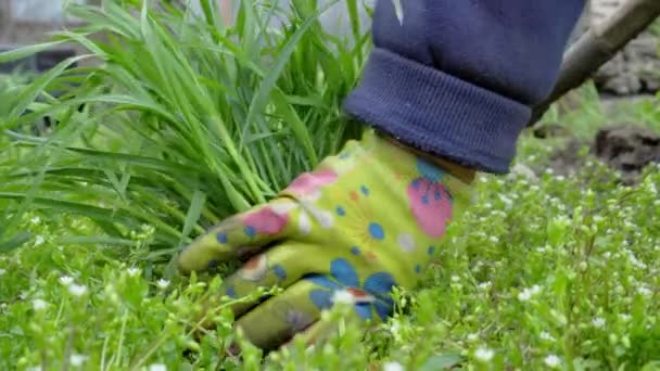 Die Hand Einer Frau Die Garten Arbeitet Und Unkraut Jätet — Stockvideo