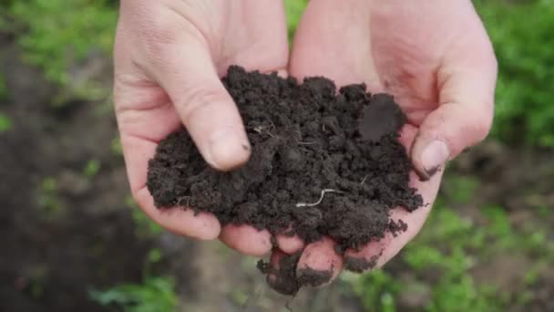 Bauernhände Halten Haufen Erde Auf Fruchtbarem Landwirtschaftlichem Land — Stockvideo