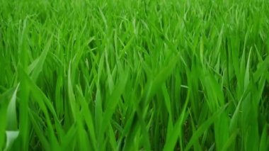 Yeşil buğday yaprakları, yaklaşın. Organik ekosistem. Çevresel dostluğu sembolize eden yeşil arkaplan.