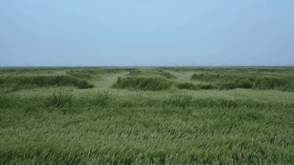 Güçlü bir kasırgadan sonra buğday tarlası. Şiddetli yağmurların sonuçları. Bozulmuş buğday mahsulü. Buğday kulakları yerde yatıyor..