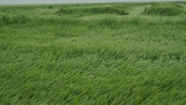 Пшеничне Поле Після Сильного Урагану Наслідки Сильних Дощів Зіпсований Урожай — стокове відео