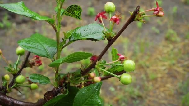 樱桃在雨中长在树上 园中的收获 — 图库视频影像