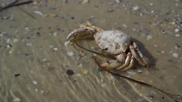 Caranguejo Morto Beira Mar Problemas Poluição Ambiental Morte Uma Vida — Vídeo de Stock