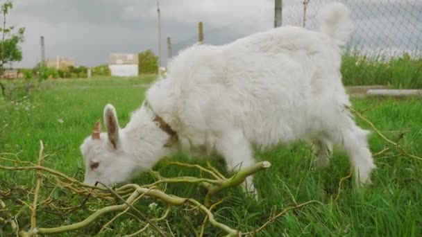 Une Petite Chèvre Blanche Mange Herbe Verte Dans Jardin Scène — Video