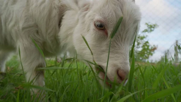 Yeşil çimenleri çiğneyen beyaz bir keçinin yakın çekimi. Çiftlik hayvanları yetiştirme.