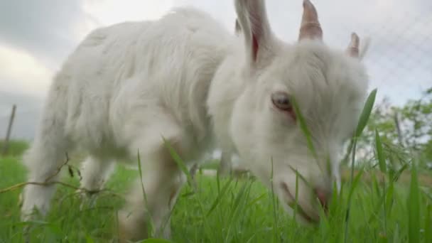 Yeşil Çimenleri Çiğneyen Beyaz Bir Keçinin Yakın Çekimi Çiftlik Hayvanları — Stok video