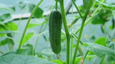 Seradaki bir dalda yetişen yeşil bir salatalığı koparan yakın plan kadın elleri. Hasat..