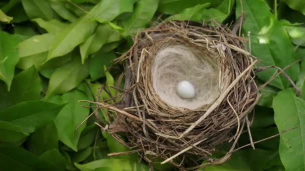 一个真正的野生鸟巢坐落在绿叶间的树上 在鸟巢里有一个有鸟蛋的小白蛋 — 图库视频影像