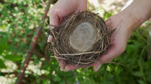 Female hands are holding an empty bird nest.