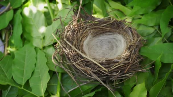 緑の葉の間の木の上にある本物の野鳥の巣 — ストック動画