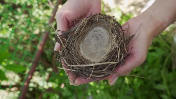 Weibliche Hände Halten Ein Leeres Vogelnest Nahaufnahme Leichter Natürlicher Kamerawechsel — Stockvideo