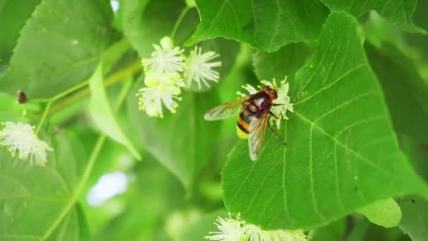 Pequeño Insecto Poliniza Flores Blancas Árbol Entre Hojas Verdes Día — Vídeo de stock
