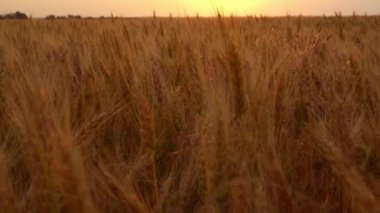 Batan güneşin arka planına karşı olgun buğday hasadı. Yüzeyin derinliği. Turuncu arkaplan.