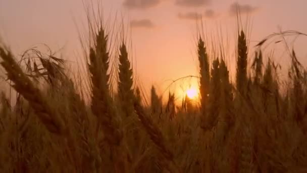 Orecchie Grano Ondeggiano Nel Vento Sullo Sfondo Tramonto Arancione Profondità — Video Stock