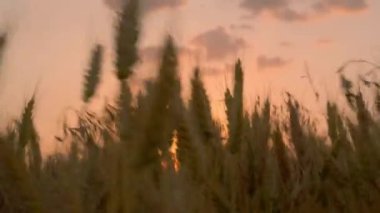 Turuncu gökyüzünün arka planında buğday sallanan kulaklar ve batan güneş. Hafif bir rüzgar sapları sallar. Sığ alan derinliği.