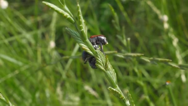Apareamiento Insectos Naturaleza Tres Escarabajos Tallo Planta — Vídeos de Stock
