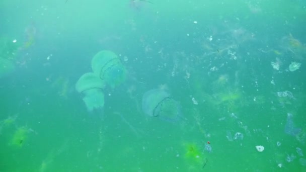 Muchas Medusas Flotando Agua Mar Sucia Fondo Marino Azul Con — Vídeos de Stock