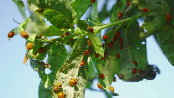 Invasion Small Bugs Leaves Tree Many Orange Ladybirds Crawling Green — Stock Photo, Image