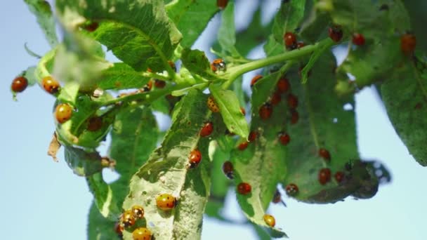 入侵树叶上的小昆虫 许多橙色的瓢虫在绿叶上爬行 浅水区深度 — 图库视频影像