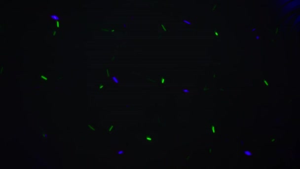 Wielokolorowe Światła Laserowe Poruszające Się Wzdłuż Ciemnej Ściany Nocne Życie — Wideo stockowe