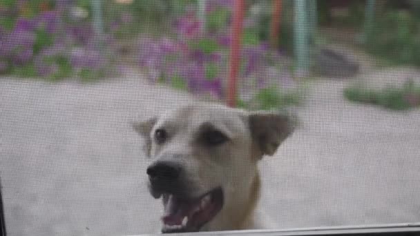 Ένας Περίεργος Σκύλος Που Γαβγίζει Στην Αυλή Του Σπιτιού Κοιτάζει — Αρχείο Βίντεο