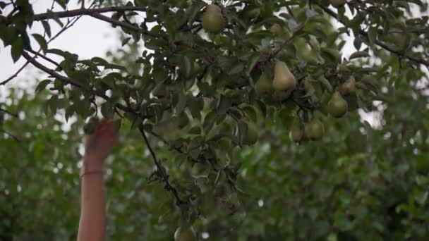 Woman Farmer Harvests Pears Backyard Her House Branch Pear Tree — Stock Video