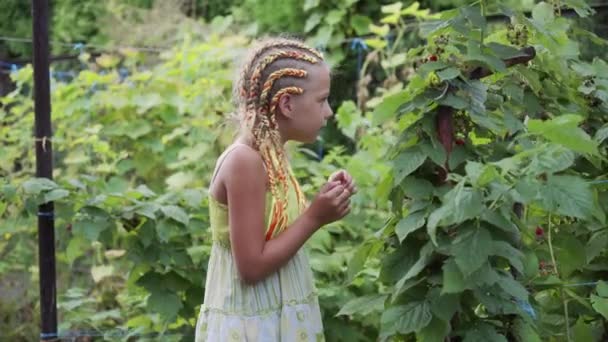 Een Meisje Met Staartjes Een Zonnejurk Eet Frambozen Dorpstuin — Stockvideo