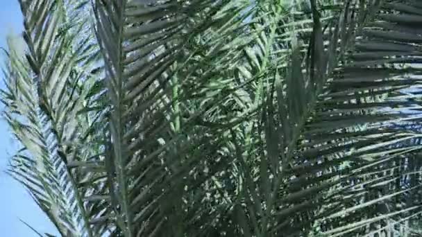 Gros Plan Des Branches Palmier Vert Qui Balancent Lentement Dans — Video