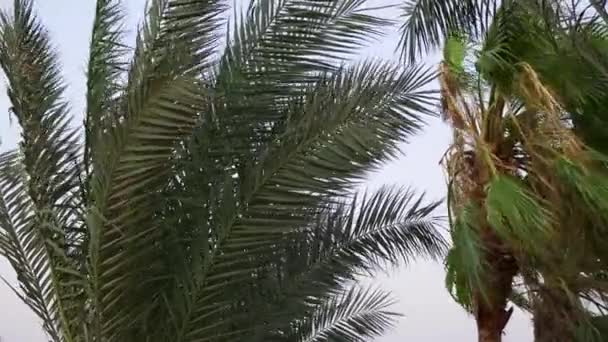 Uma Leve Brisa Mar Balança Ramos Palma Árvores Tropicais — Vídeo de Stock