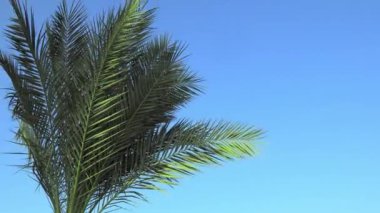 Yeşil bir palmiye ağacının dalları hafif bir esintide mavi bir gökyüzüne doğru sallanır. Metin eklemek için boş boşluk. Egzotik bir tatil beldesinde tatil kavramı.