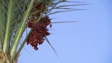 Tomurcukları nazik, yumuşak hurma ağaçları yetiştirdik..