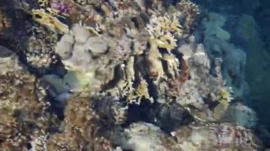 Mercan kayalıkları berrak sularda. Egzotik balıklar mercanlarla beslenir. Doğadaki ekolojik denge. Deniz yaşamı.