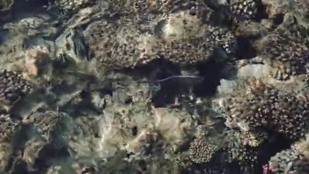 Una bandada de peces tropicales en aguas transparentes y transparentes sobre el telón de fondo de un arrecife de coral. Hábitat natural de una escuela de peces marinos. — Vídeos de Stock